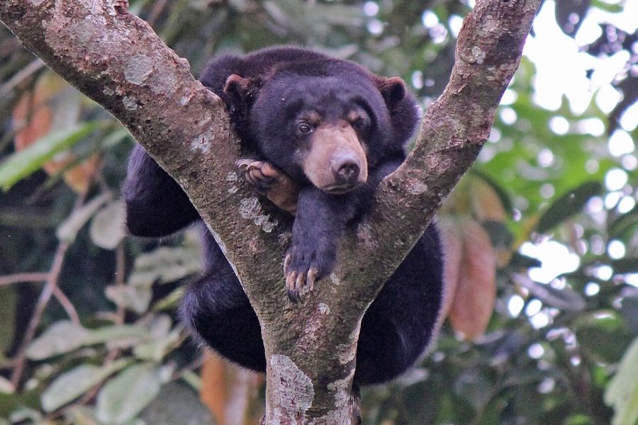 Malaysia & Thaipusam